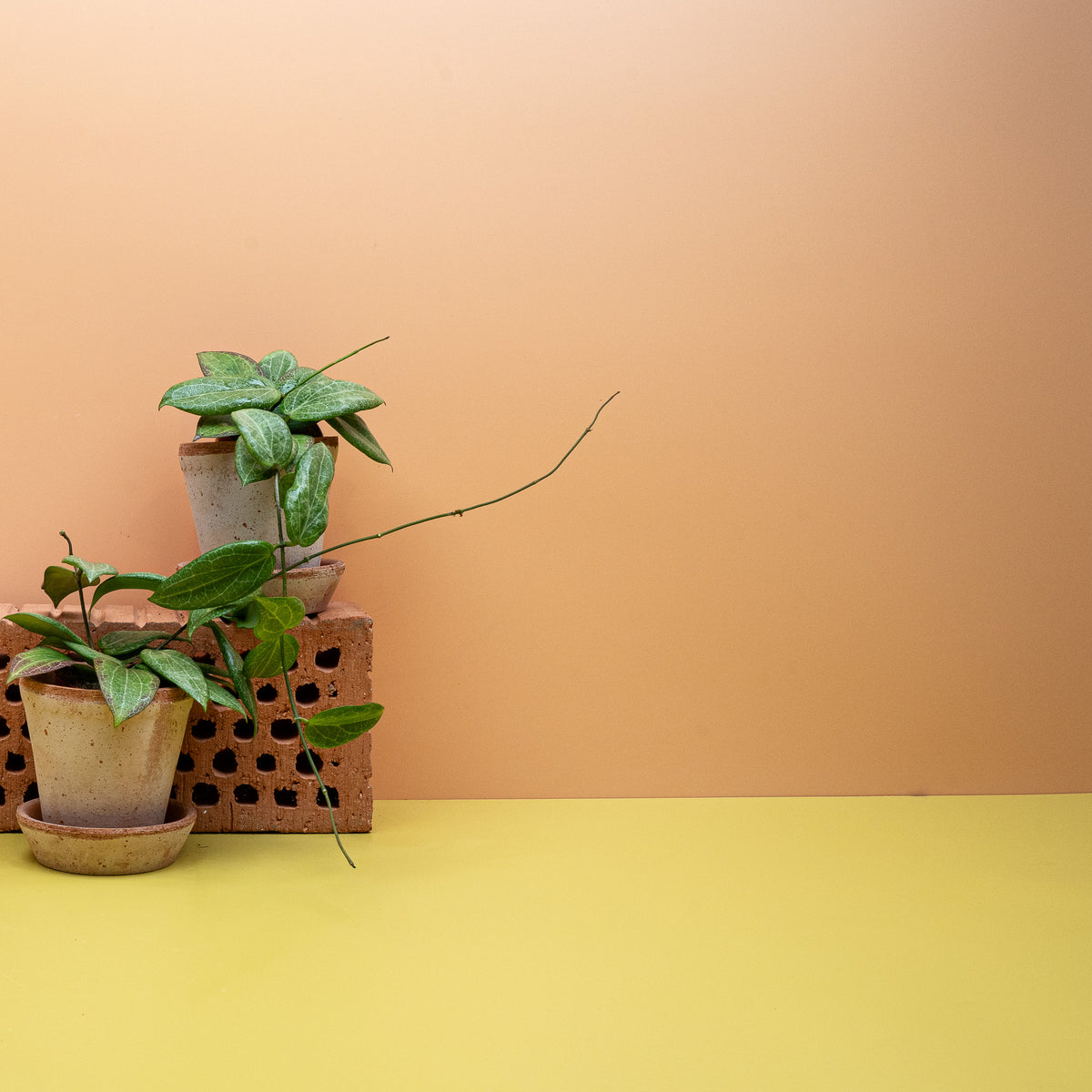 Hoya Fitchii, netzartig geadertes Blatt aus der Nähe – potflourri