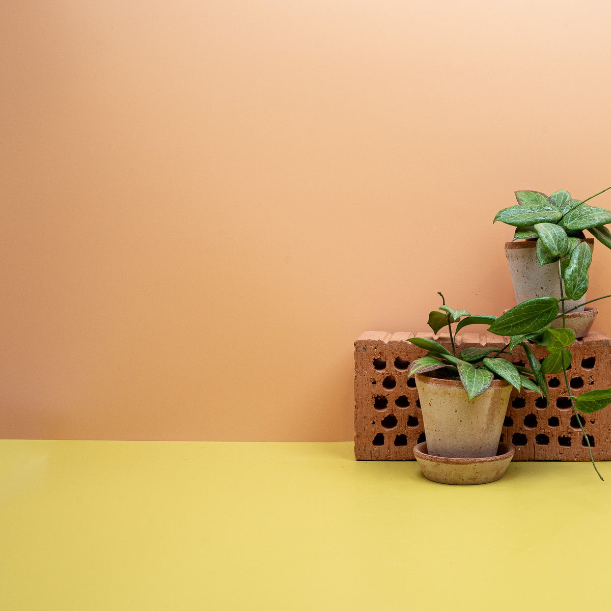 Hoya Fitchii, kletternder Trieb mit glänzenden Blättern – potflourri