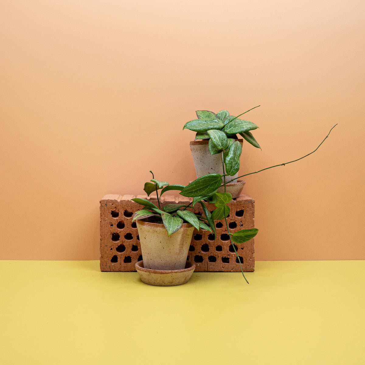 Hoya Fitchii, junges Blatt mit kräftiger Aderung – potflourri