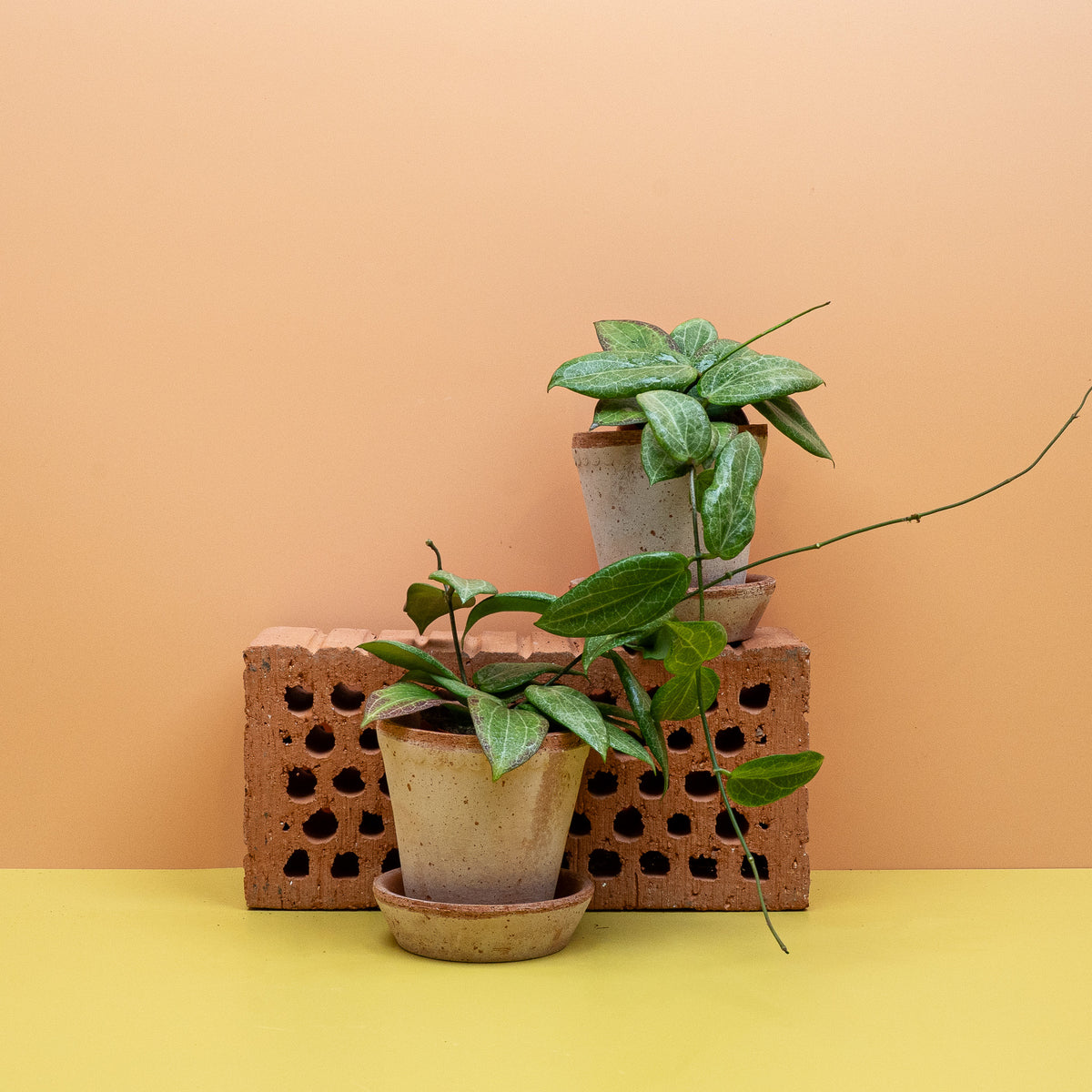 Hoya Fitchii im Kulturtopf, Wachsblume von den Philippinen – potflourri