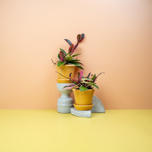 Hoya Flamingo Dream – Hängepflanze mit dreifarbigen Blättern – potflourri