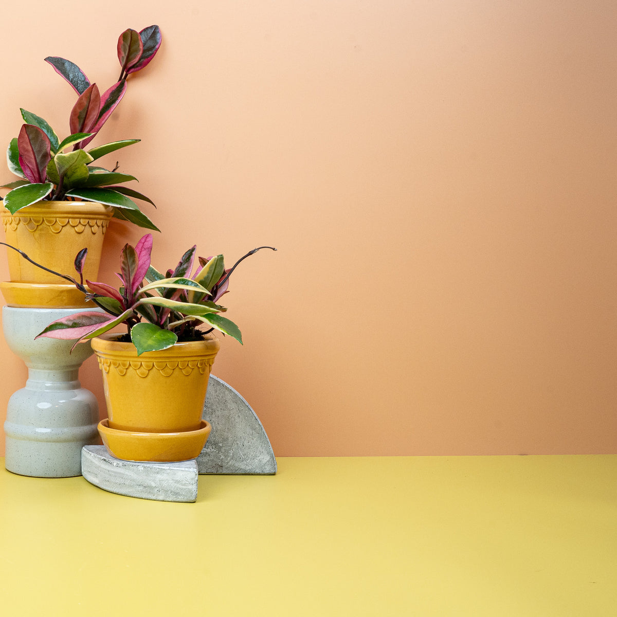 Hoya Flamingo Dream, grünes Laub mit weißem und pinkem Rand