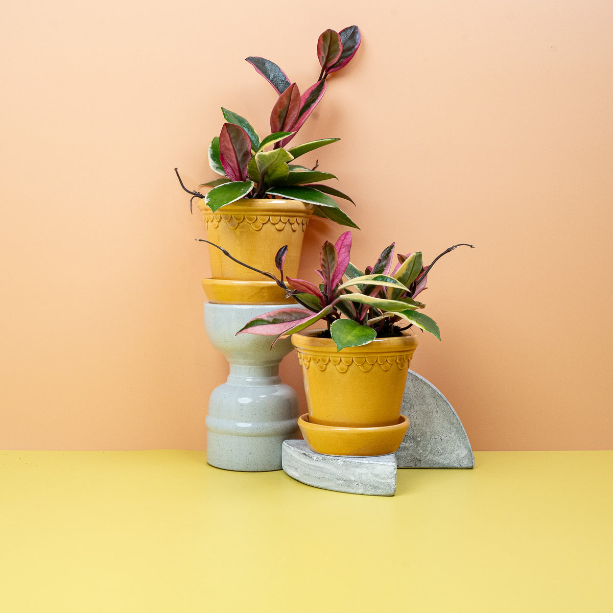 Hoya Flamingo Dream, hängend oder an Rankhilfe kultivierbar