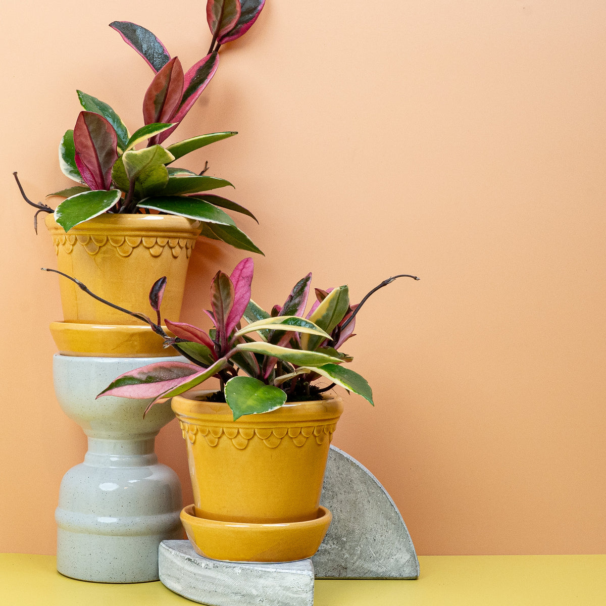 Hoya Flamingo Dream, exotische Note für dein Zuhause