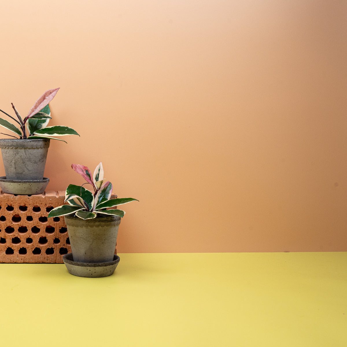 Hoya Flamingo Dream – Wachsblume mit dreifarbigem Laub