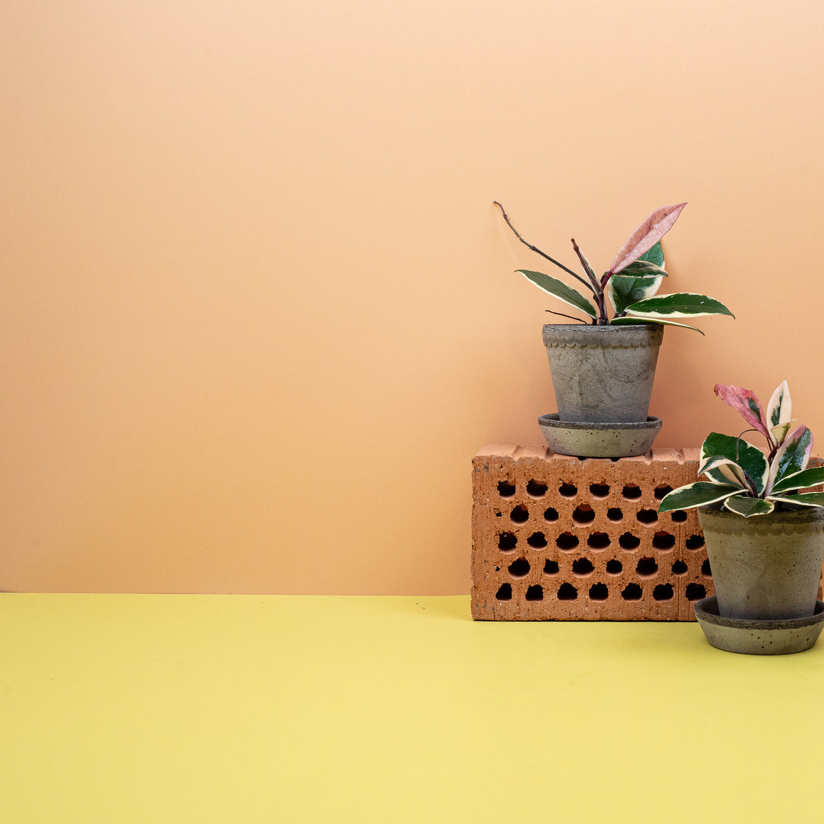 Hoya Flamingo Dream – tierfreundliche Hängepflanze mit länglichen Blättern