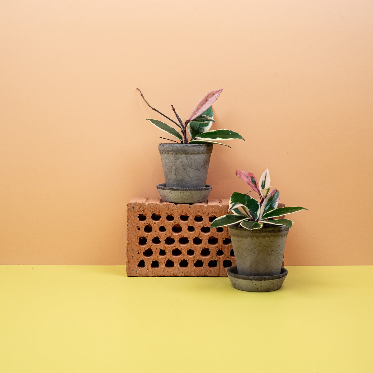 Hoya Flamingo Dream – Zimmerpflanze zum Hängen oder Ranken