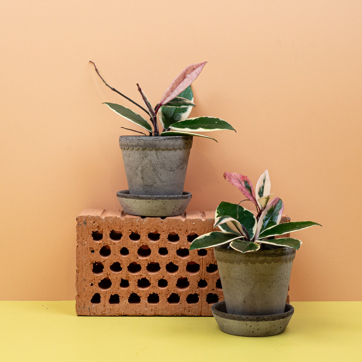 Hoya Flamingo Dream – Hoya mit weiß-rosa Blattrand