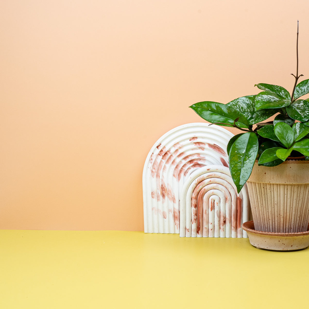 Hoya Freckles Splash, kompakter Wuchs