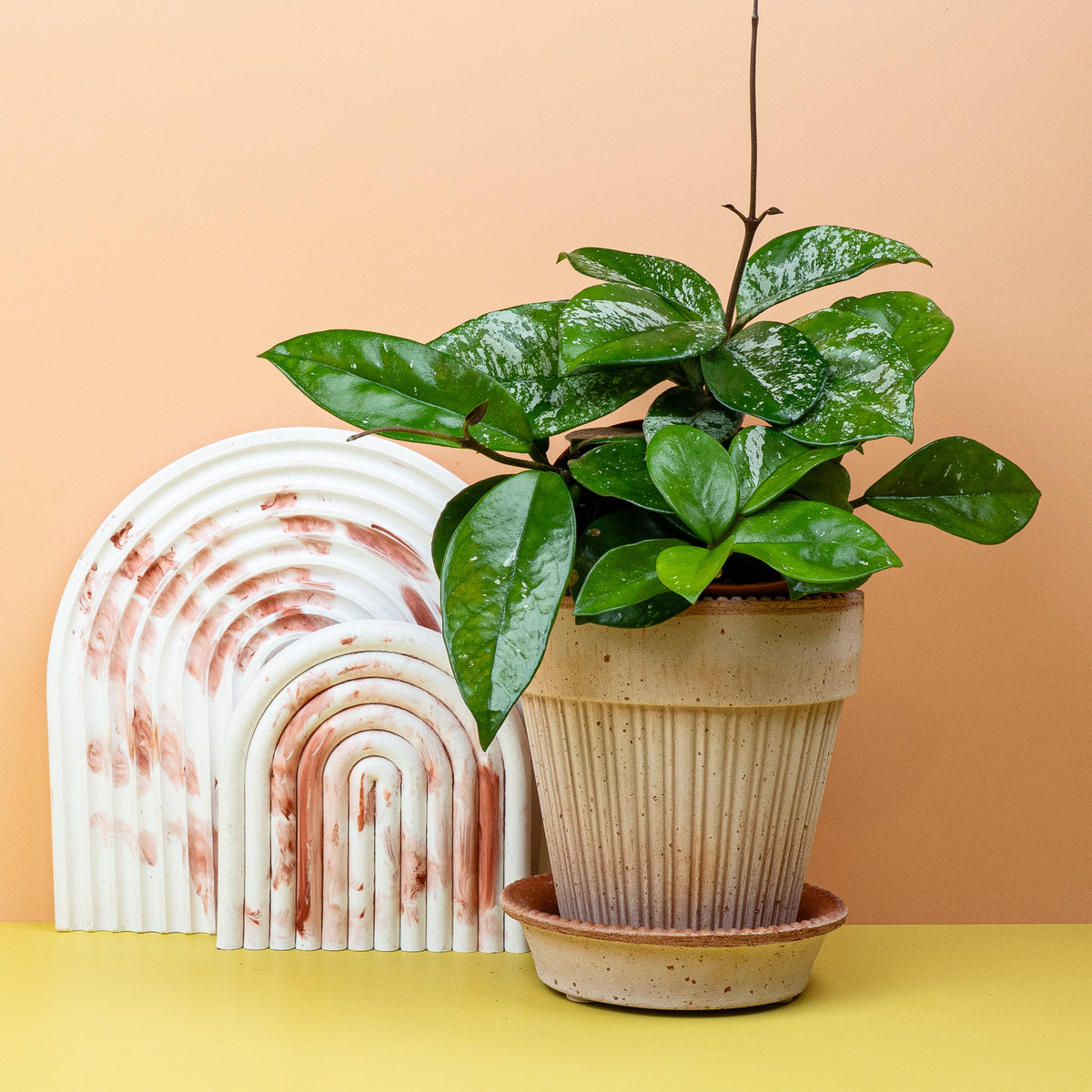 Hoya Freckles Splash auf der Fensterbank