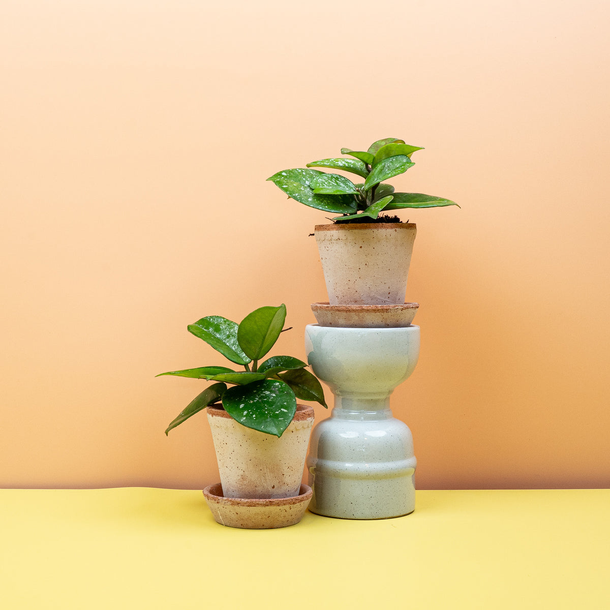 Hoya Freckles Splash im Kulturtopf, kompakte Wachsblume – potflourri