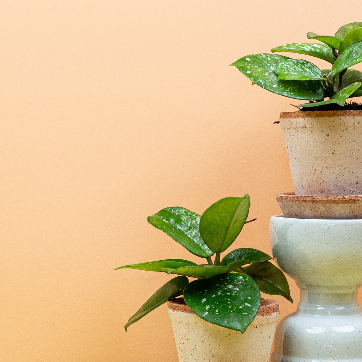 Hoya Freckles Splash, leicht hängender Wuchs der Triebe – potflourri