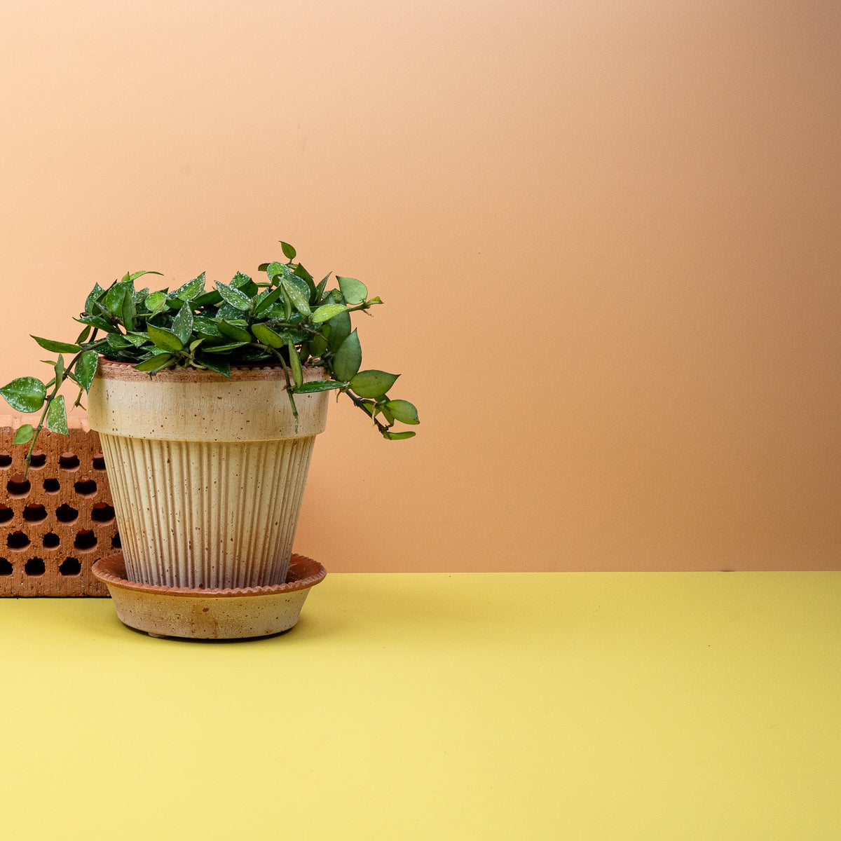 Hoya Krohniana Splash – cremeweiße, duftende Blüten