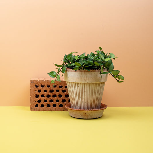 Hoya Krohniana Splash – Wachspflanze mit silbernen Sprenkeln – potflourri