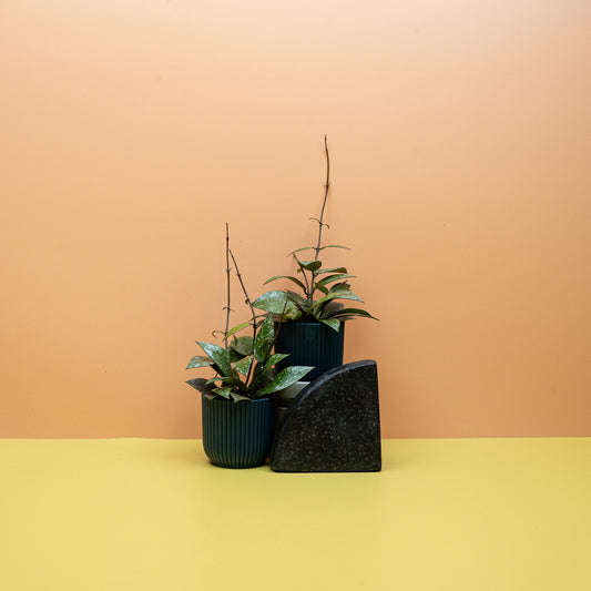 Hoya Nabawanensis Splash mit silbrig gesprenkelten Blättern – potflourri