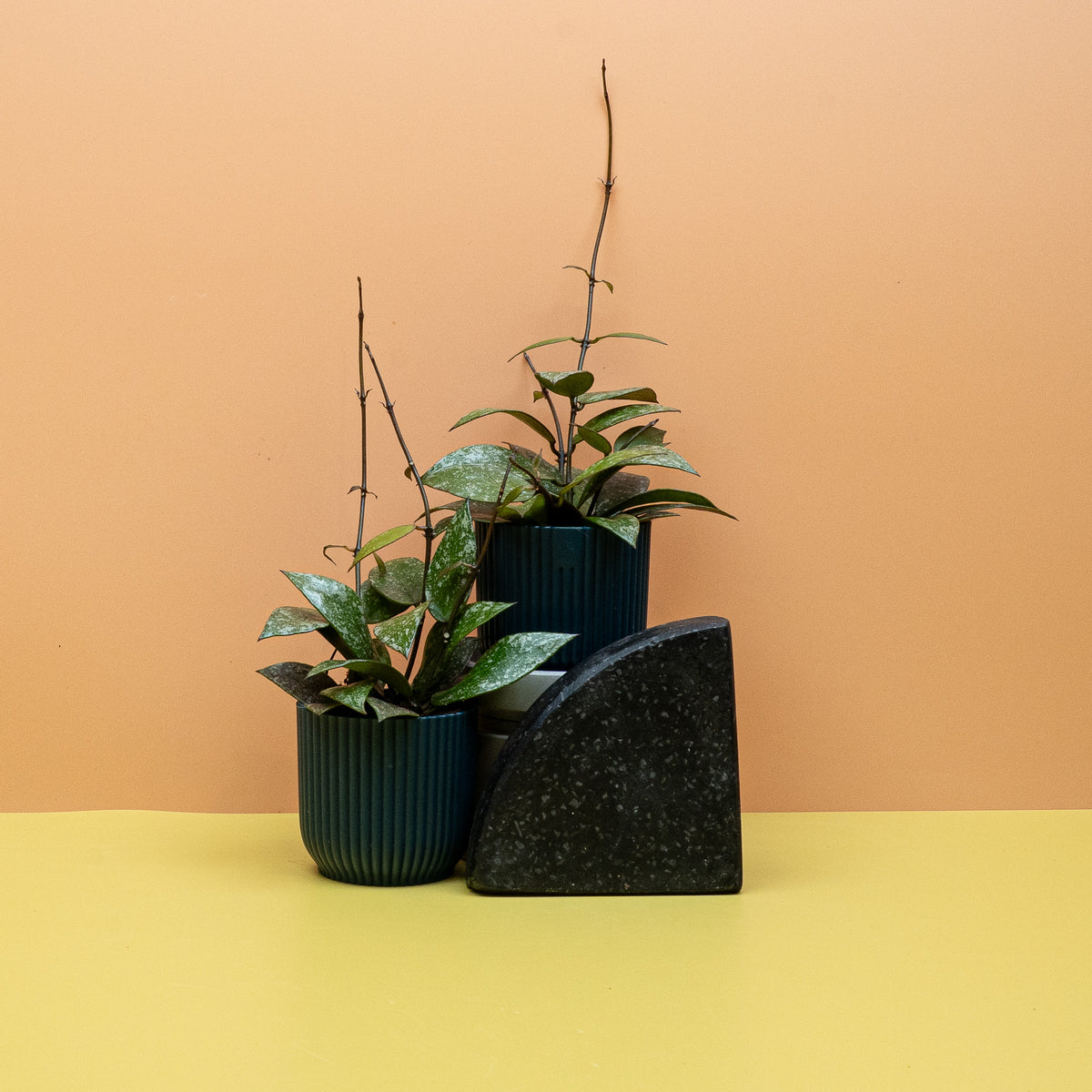 Hoya Nabawanensis Splash als elegante Sammlerpflanze