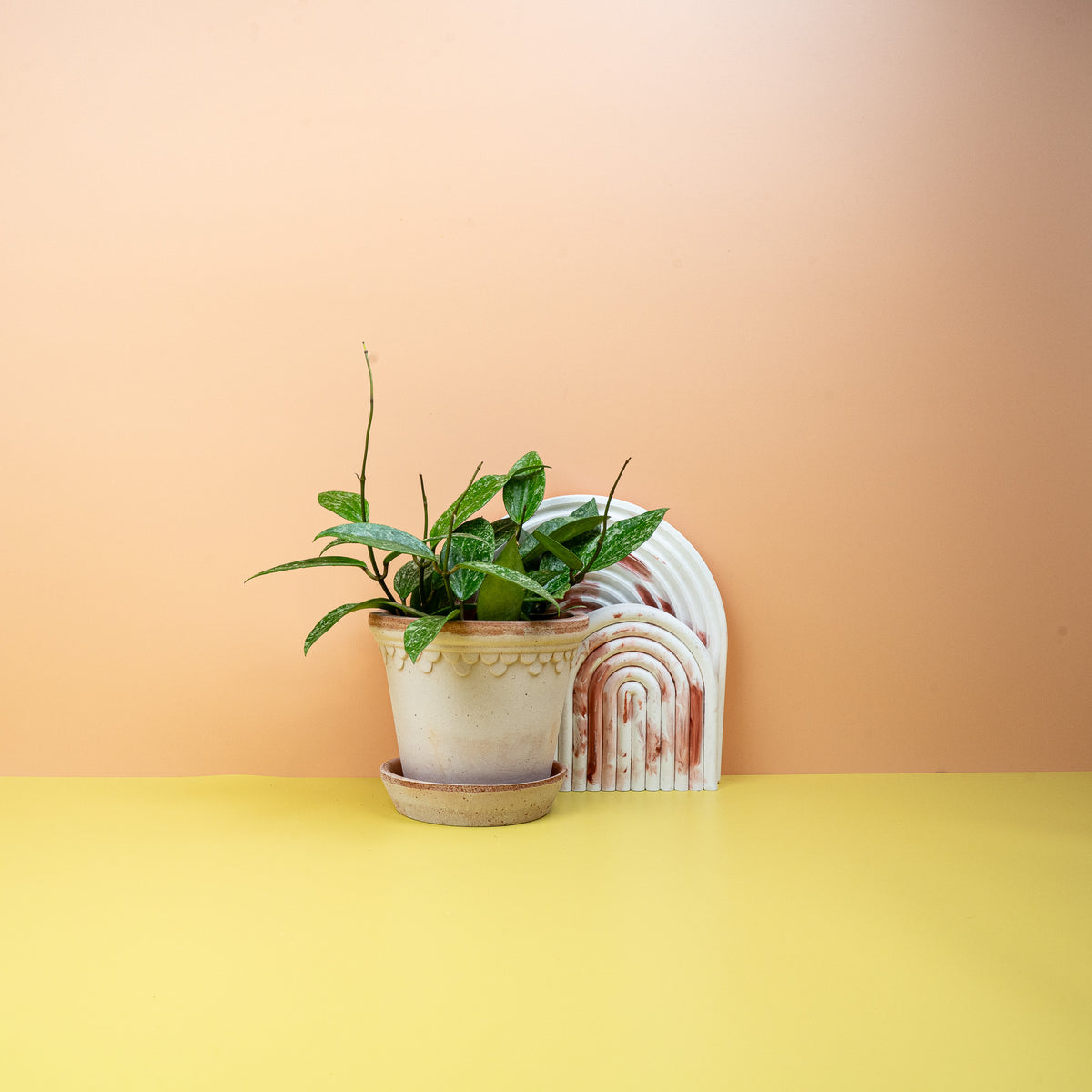 Hoya Rangsan mit silbrig-grauen Blattadern
