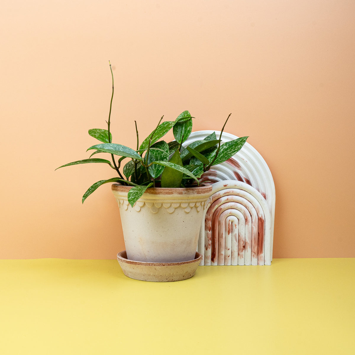 Hoya Rangsan, dicke ovale Blätter – potflourri