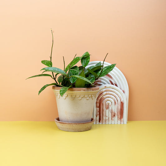 Hoya Rangsan, dicke ovale Blätter – potflourri