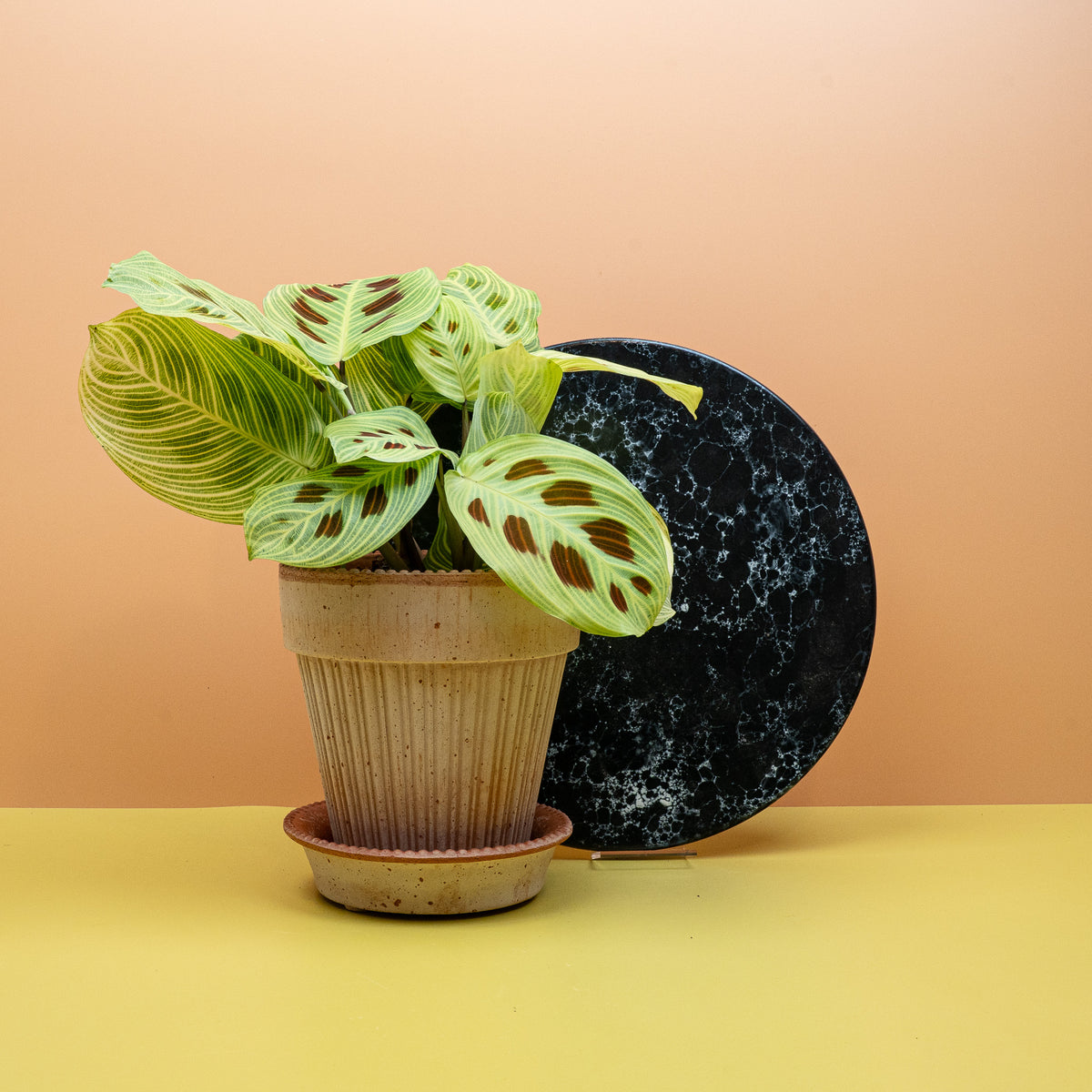 Maranta Golden Veins mit goldgelben Blattadern – potflourri