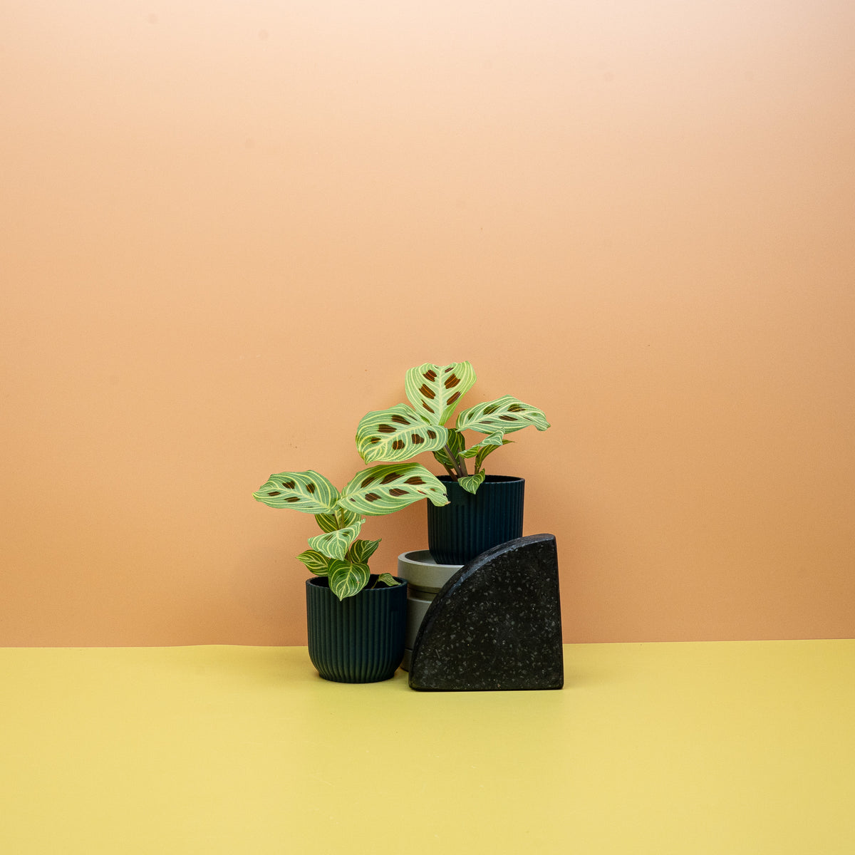 Maranta Golden Veins – Ansicht 9: Wuchsform