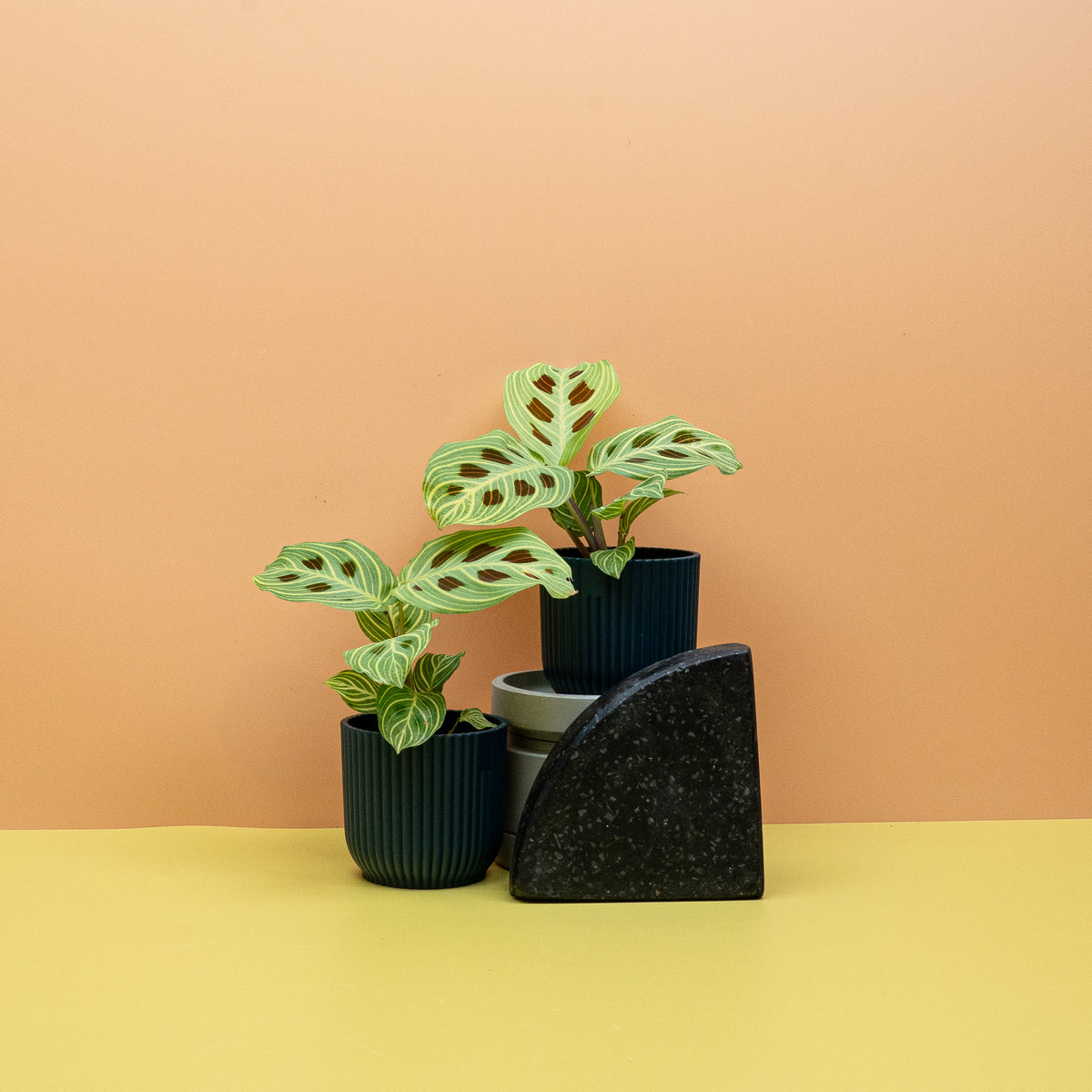 Maranta Golden Veins – Ansicht 10: Gesamtbild