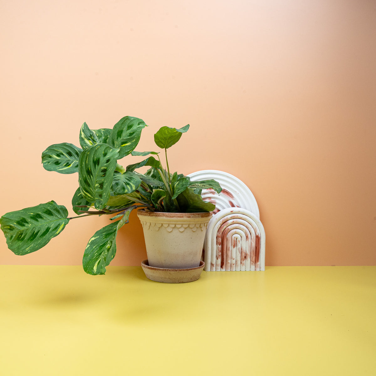 Maranta Kerchoveana Variegata mit schokoladenfarbenen Flecken