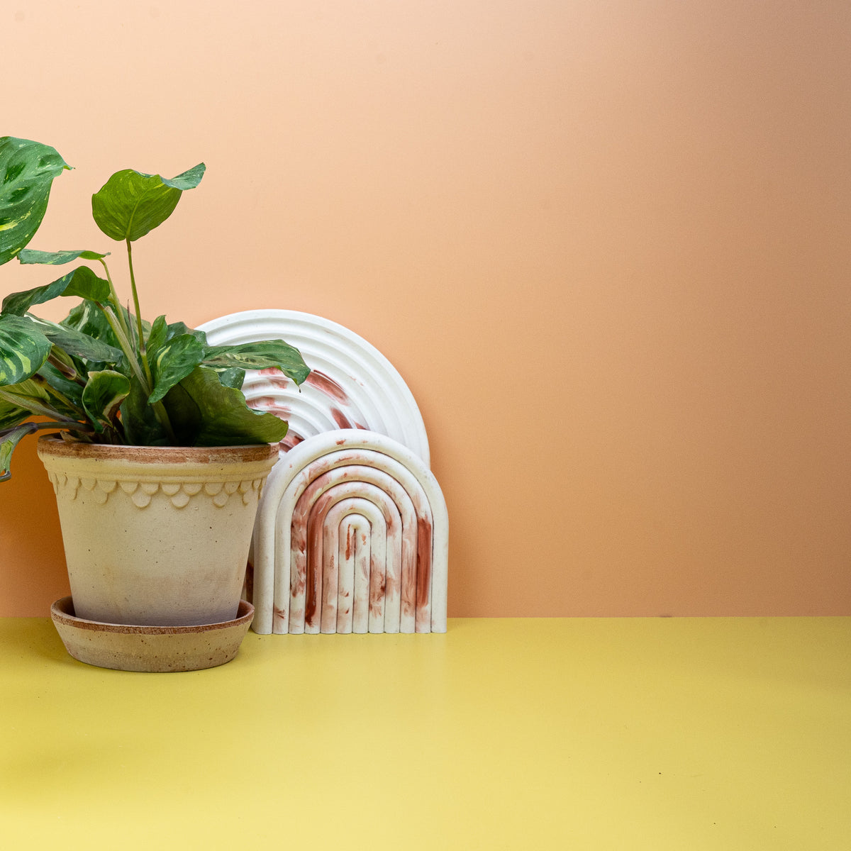 Maranta Kerchoveana Variegata – weiße und gelbe Panaschierung