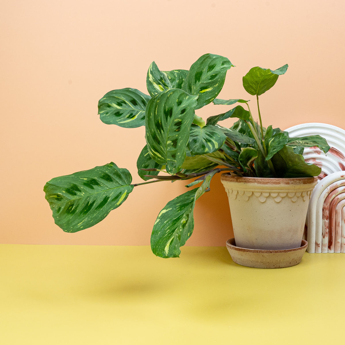 Maranta Kerchoveana Variegata, ovale Blätter
