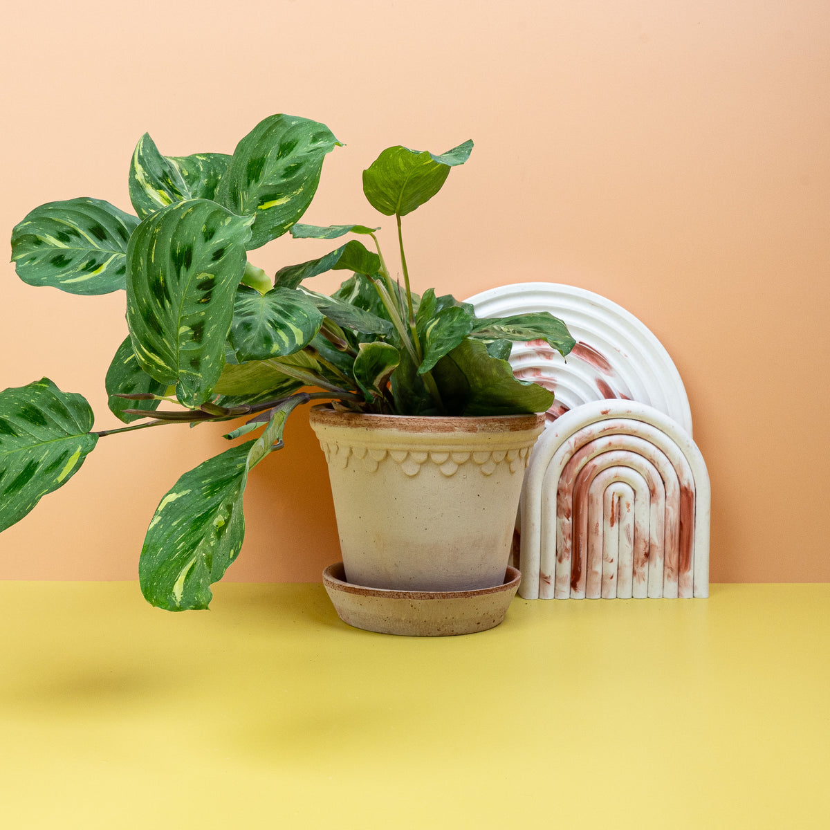 Maranta Kerchoveana Variegata – Gebetspflanze – potflourri