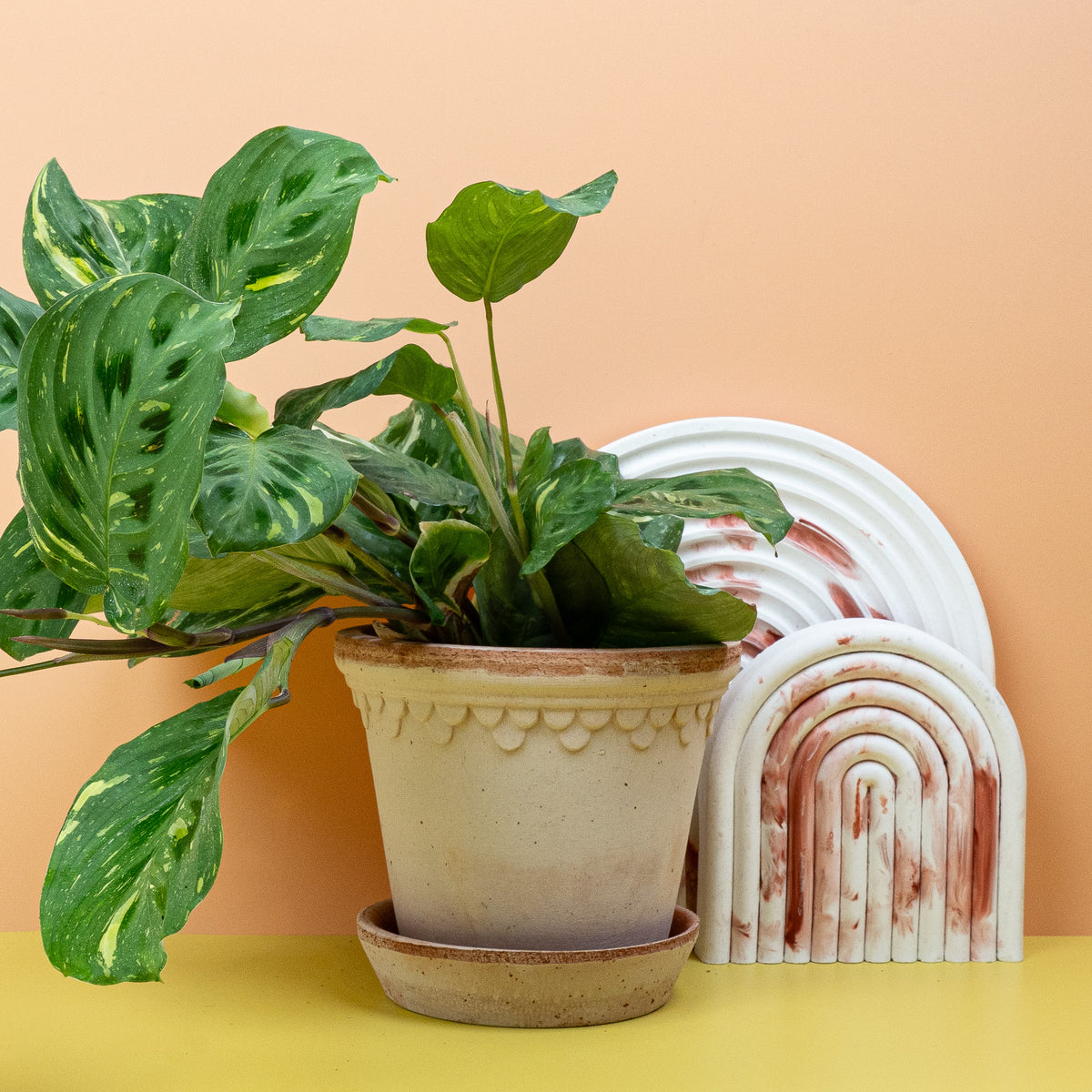 Maranta Kerchoveana Variegata – Farbspiel aus Grüntönen