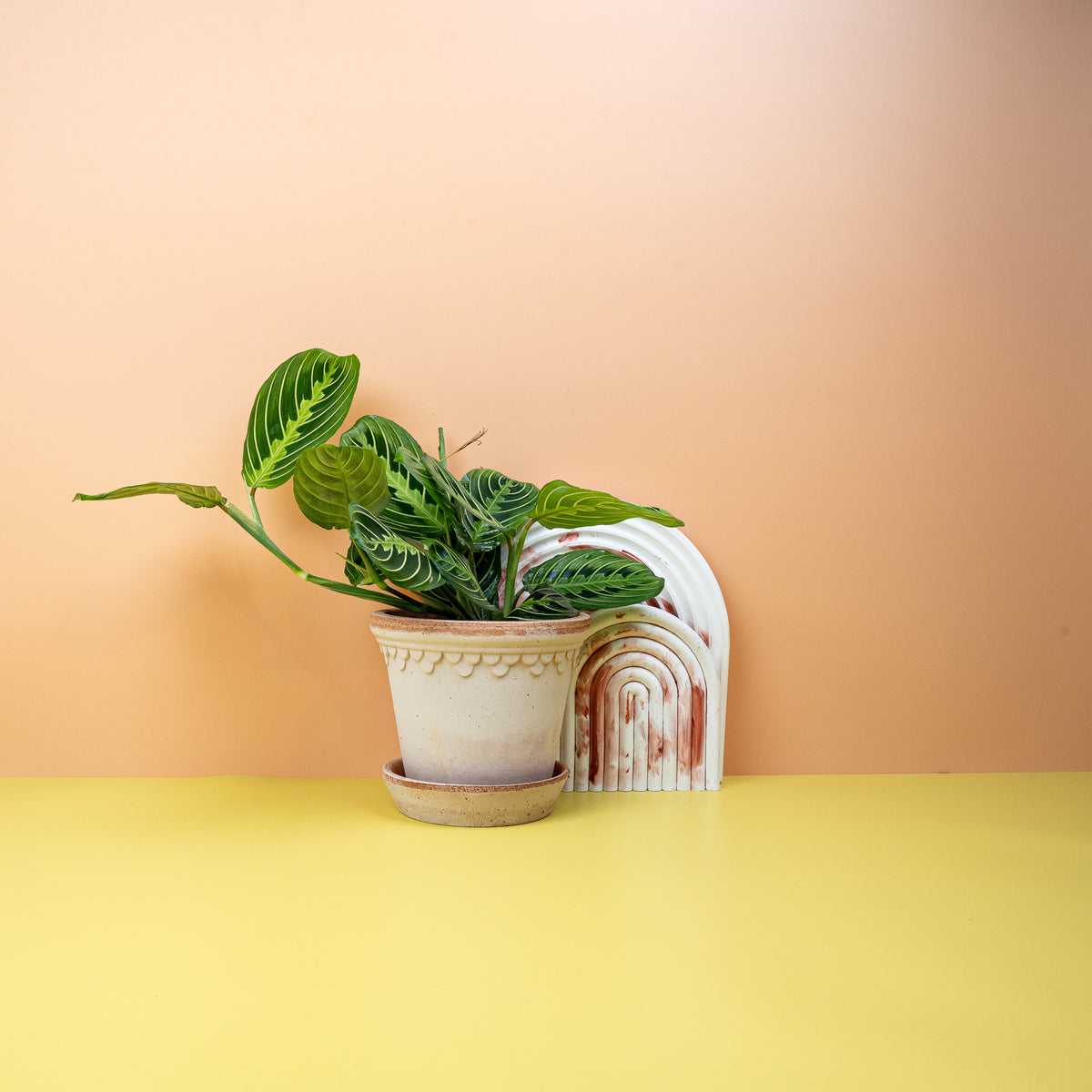 Maranta Lemon Lime mit leuchtend limettengrünen Blattadern