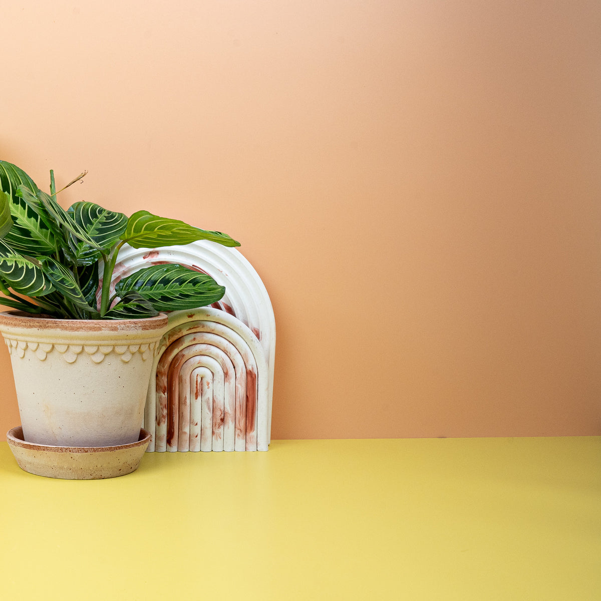 Maranta Leuconeura Lemon Lime – längliche, kontrastreiche Blätter