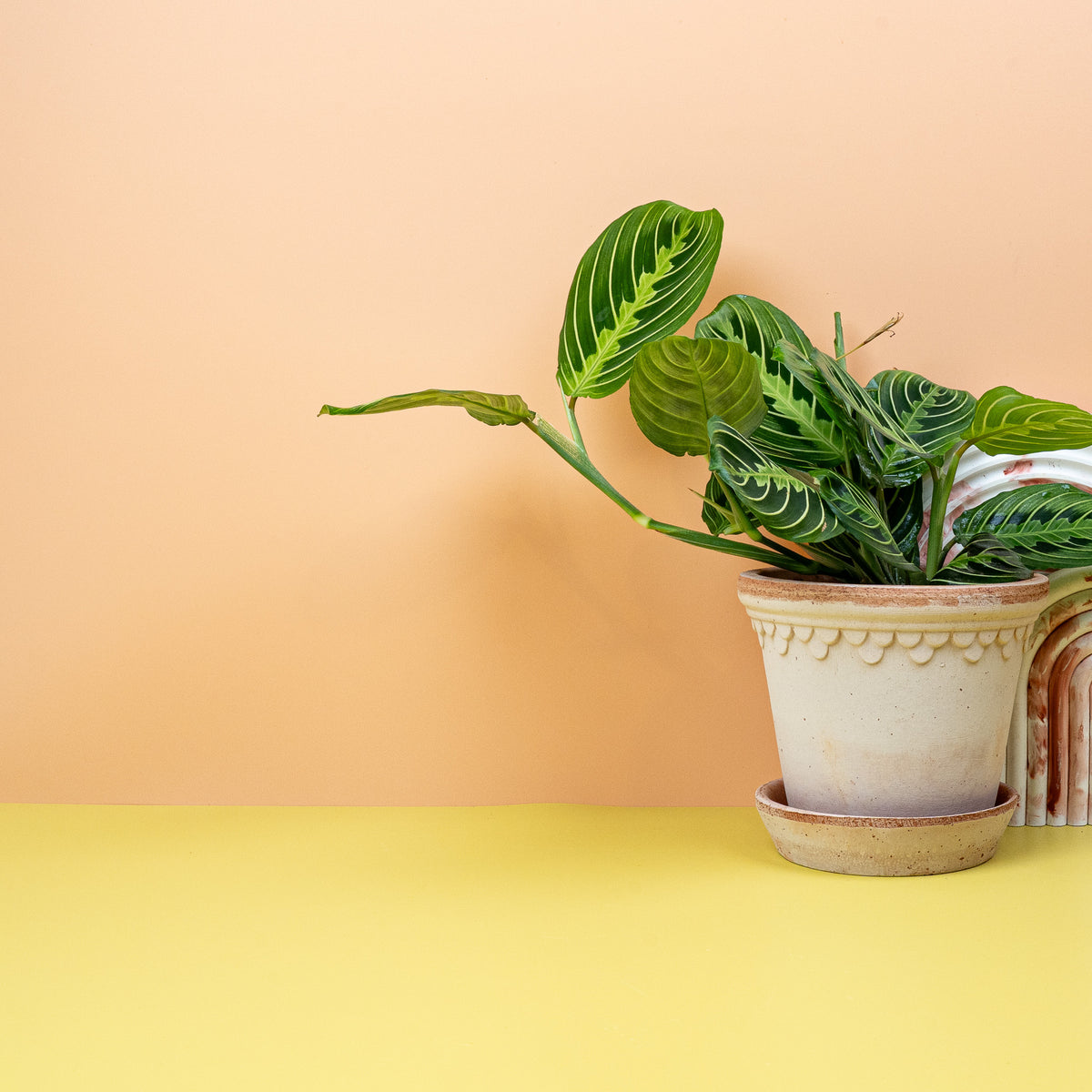 Gebetspflanze Maranta Lemon Lime mit dunklem Blattgrün