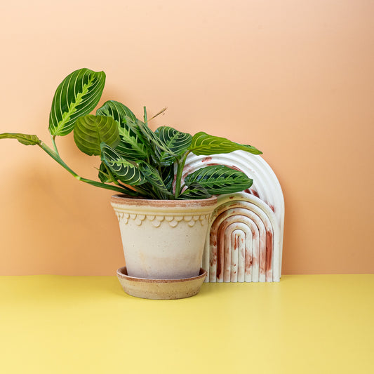 Maranta Leuconeura Lemon Lime – Gebetspflanze – potflourri