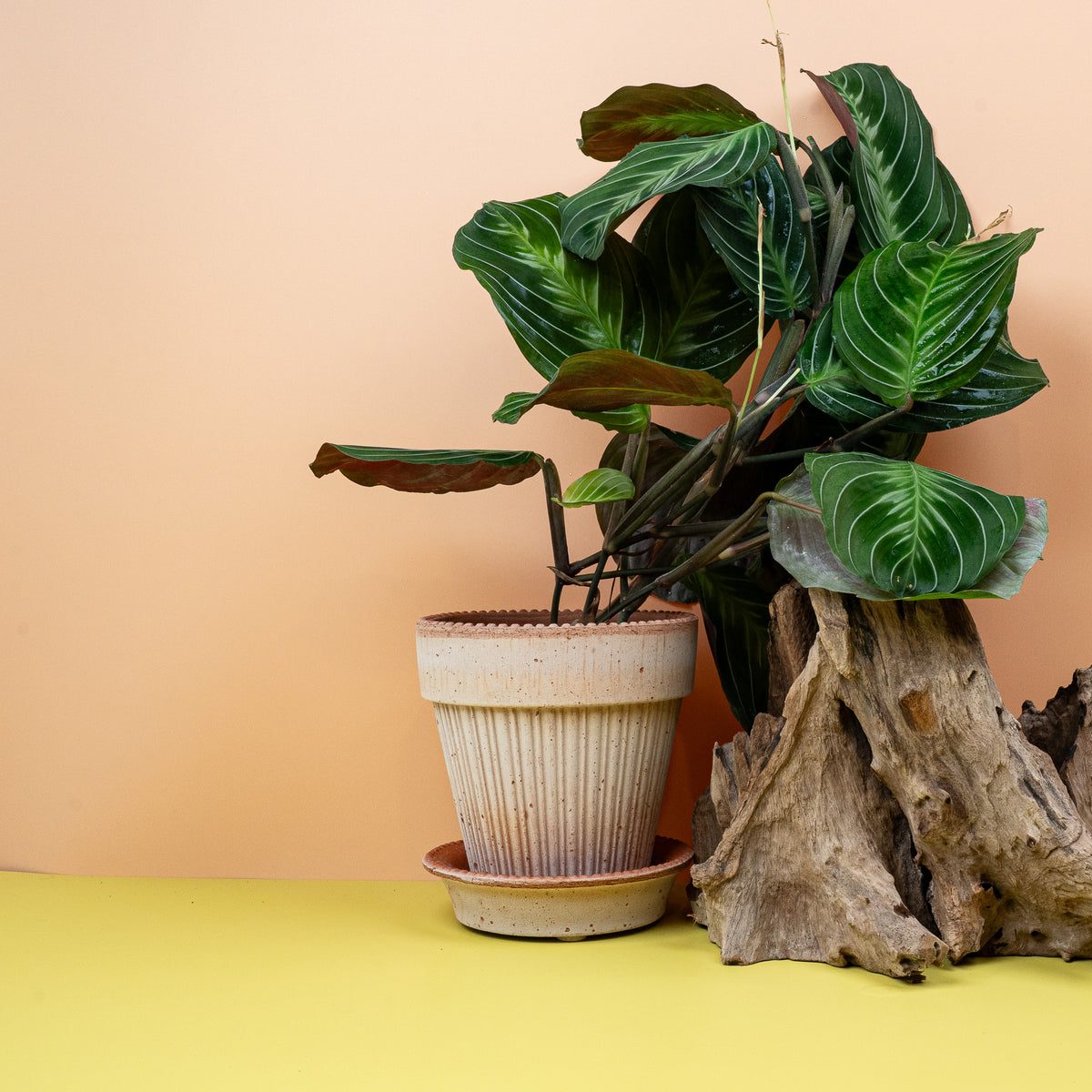Pfeilwurz Maranta Silver Band – Blätter mit silber-grauem Band