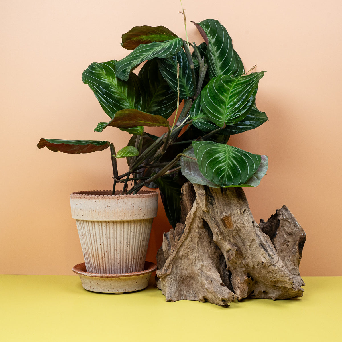 Maranta Silver Band – Zimmerpflanze mit silber-grauem Blattband von potflourri