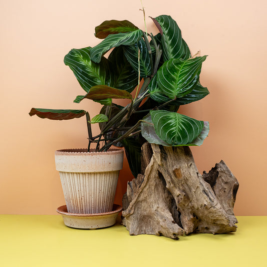 Maranta Silver Band – Zimmerpflanze mit silber-grauem Blattband von potflourri