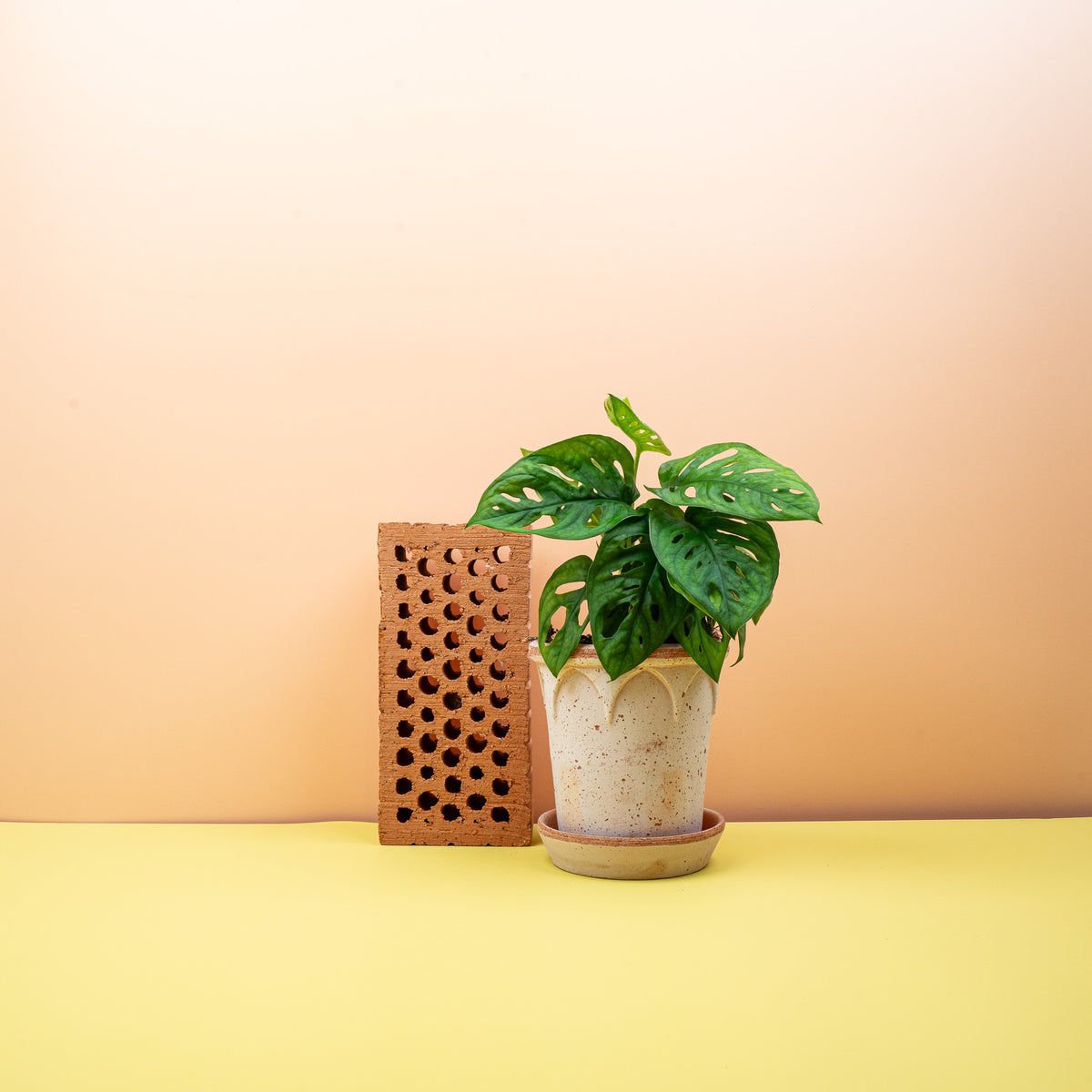 Monstera Adansonii – Blatt mit typischen Fensterlöchern