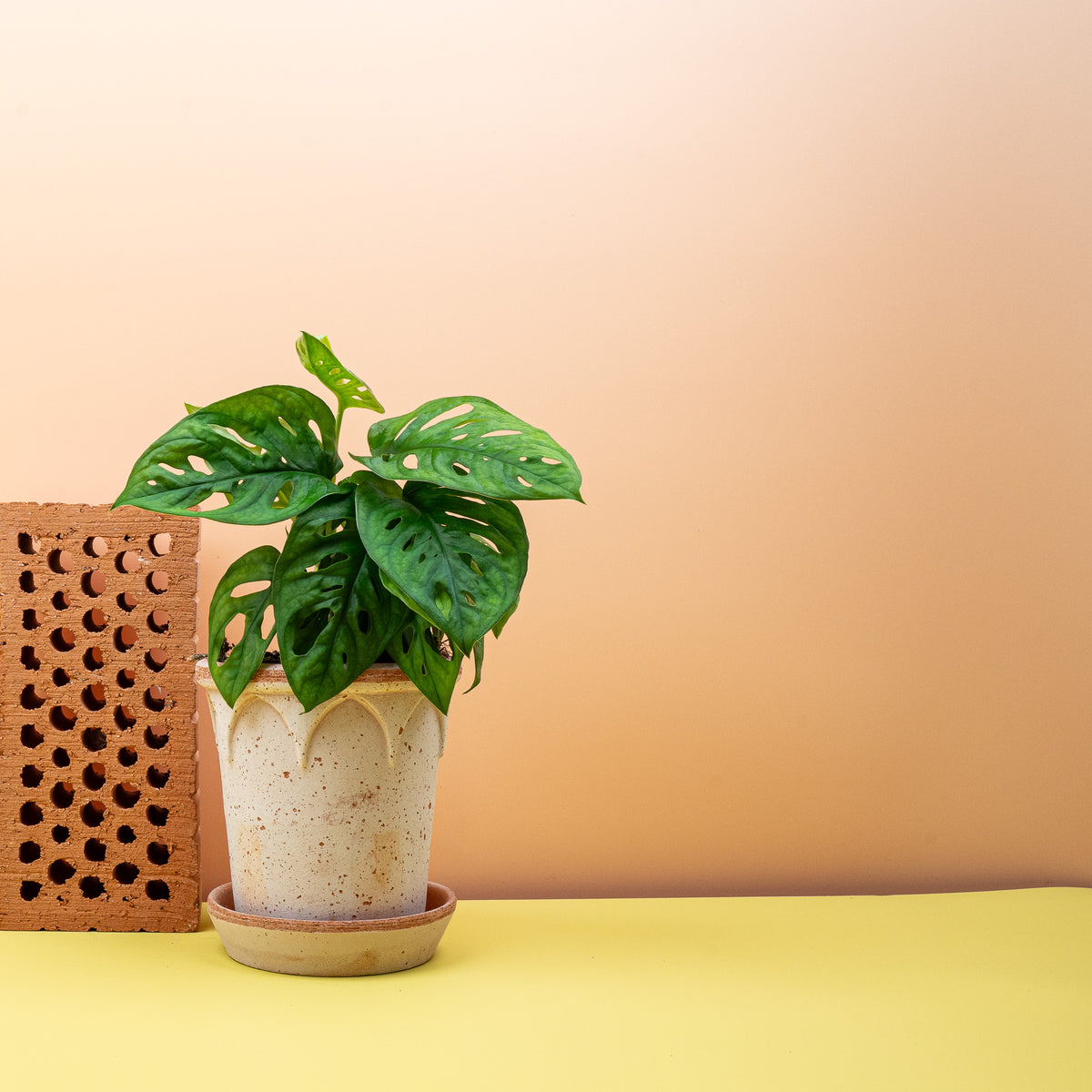 Monstera Adansonii, rankende Triebe mit durchbrochenen Blättern