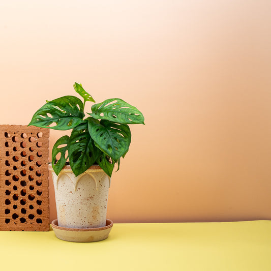 Monstera Adansonii – Blatt mit typischen Fensterlöchern