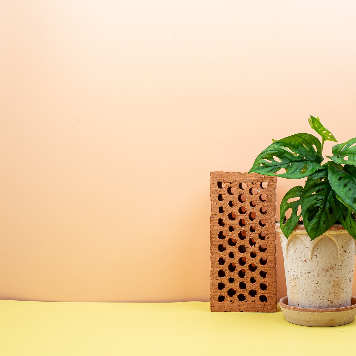 Monstera Adansonii – filigraner Wuchs im Kulturtopf