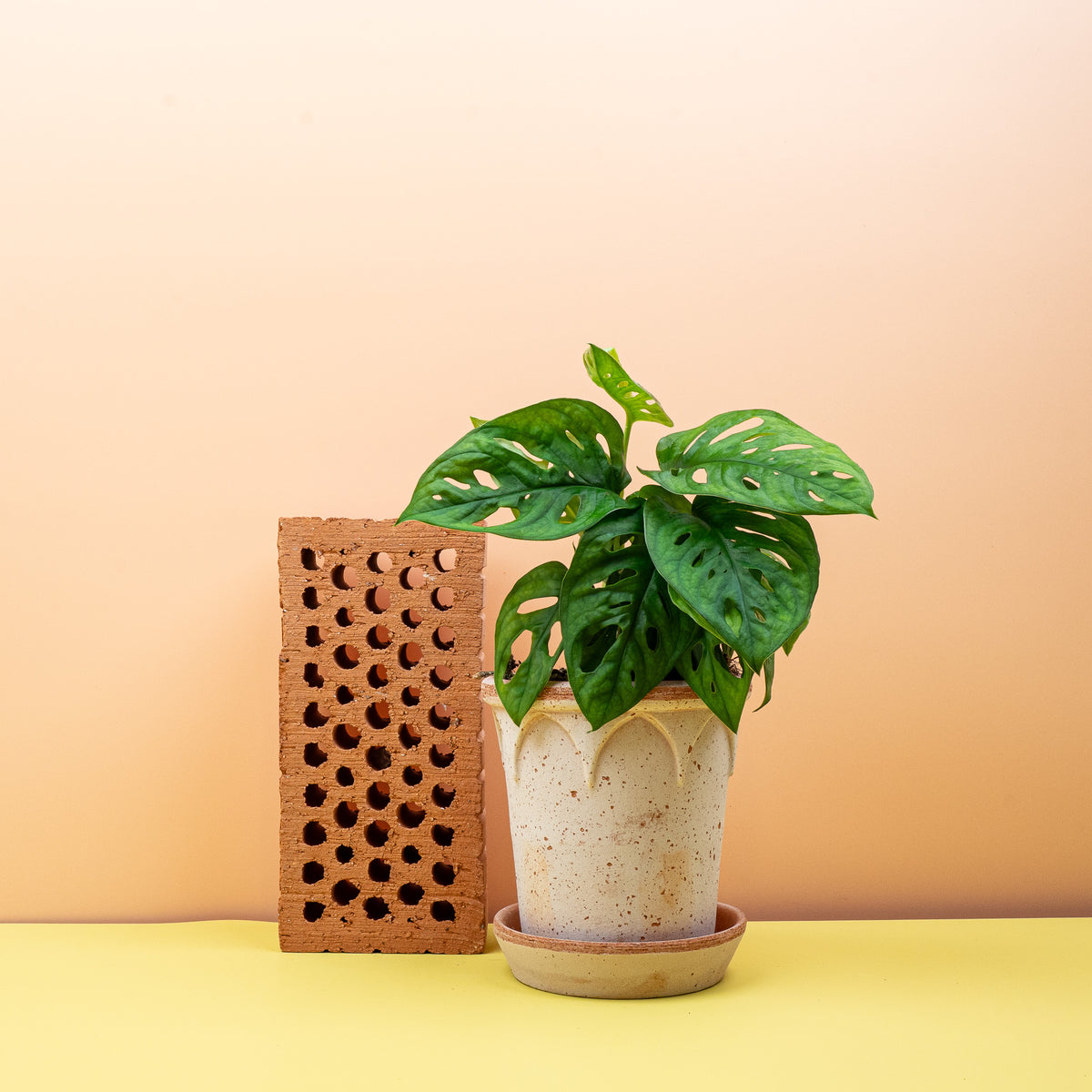 Monstera Adansonii, ovale Blätter mit Fenestrationen