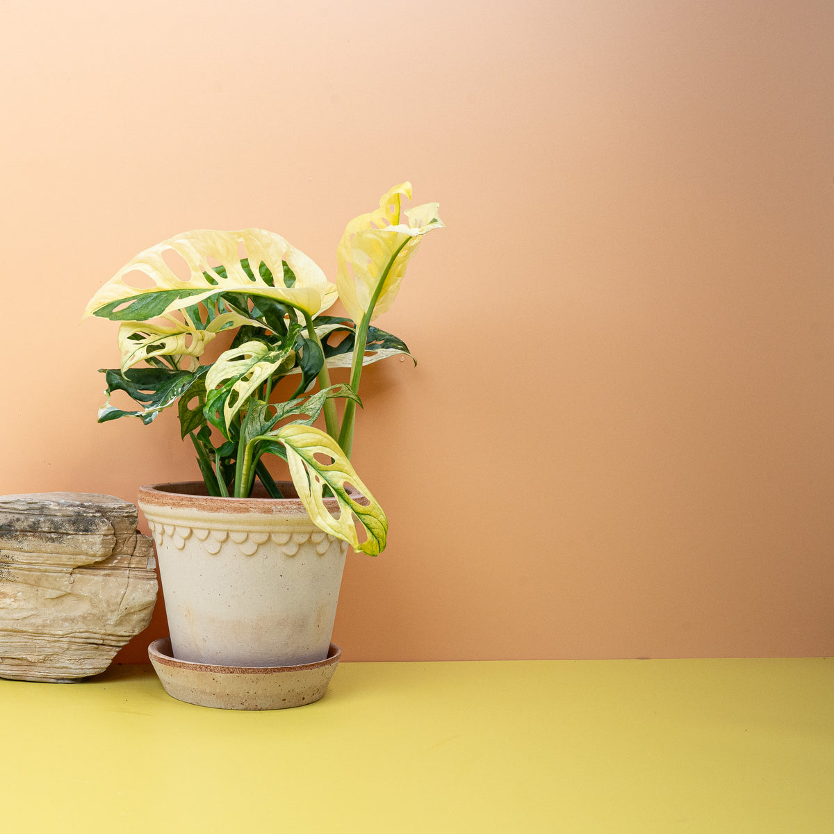 Monstera Adansonii Variegata – individuelles Blattmuster