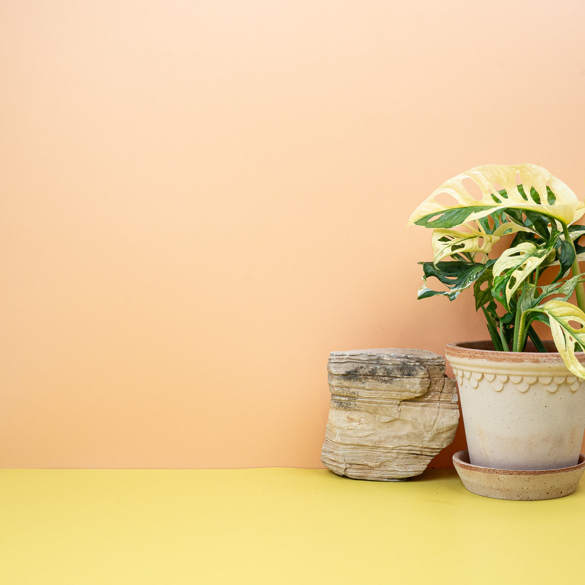 Monstera Adansonii Variegata, vielseitiger Wuchs