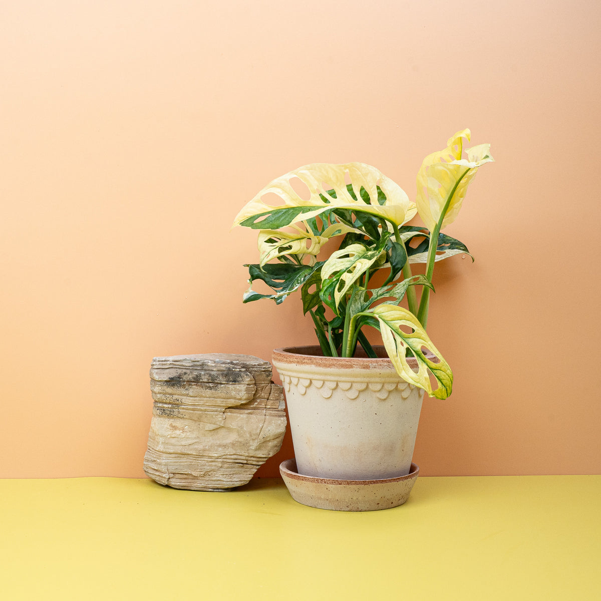 Monstera Adansonii Variegata – Zimmerpflanze mit cremeweißer Panaschierung – potflourri