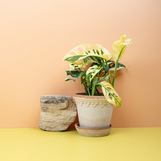 Monstera Adansonii Variegata – Zimmerpflanze mit cremeweißer Panaschierung – potflourri