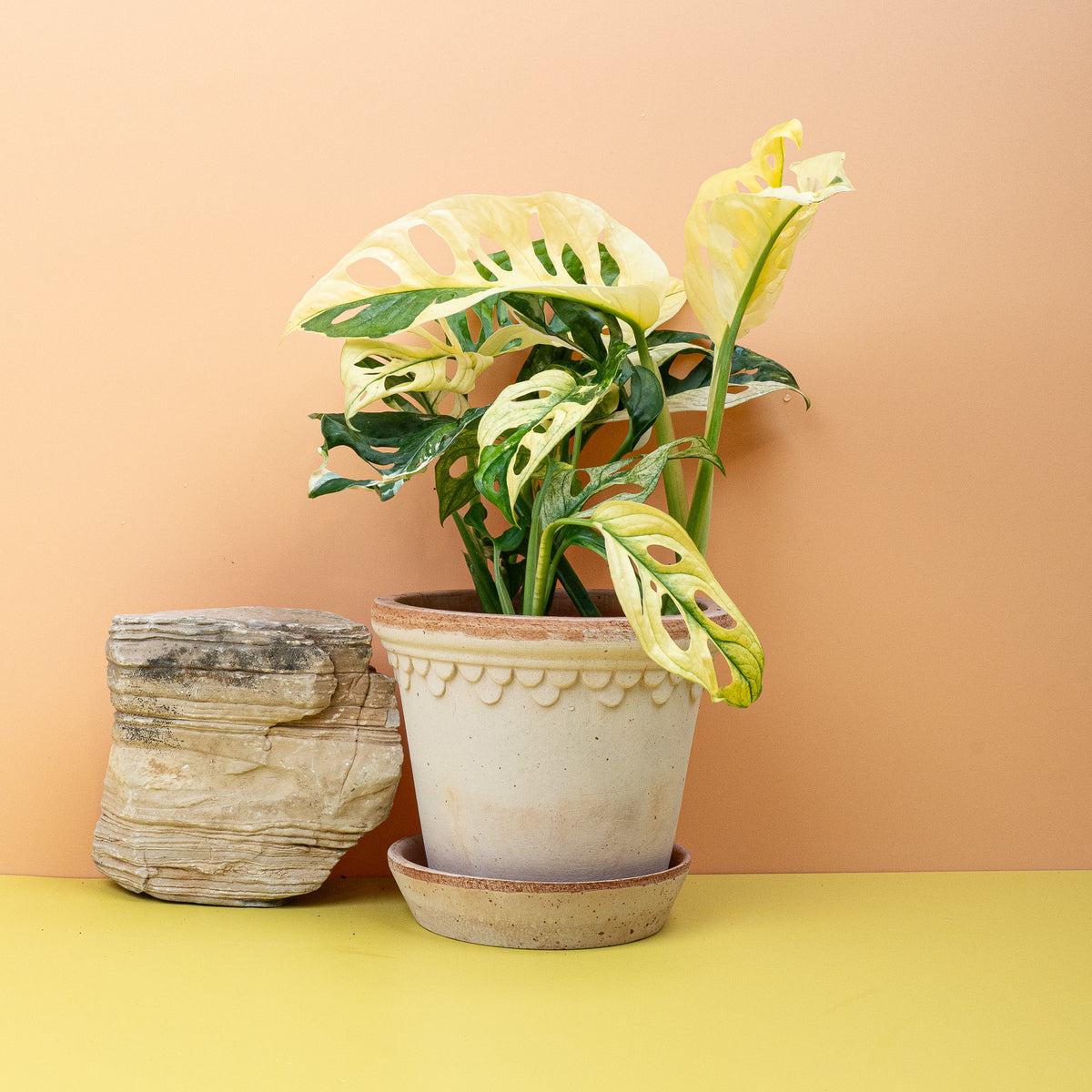 Monstera Adansonii Variegata – exklusive Rarität