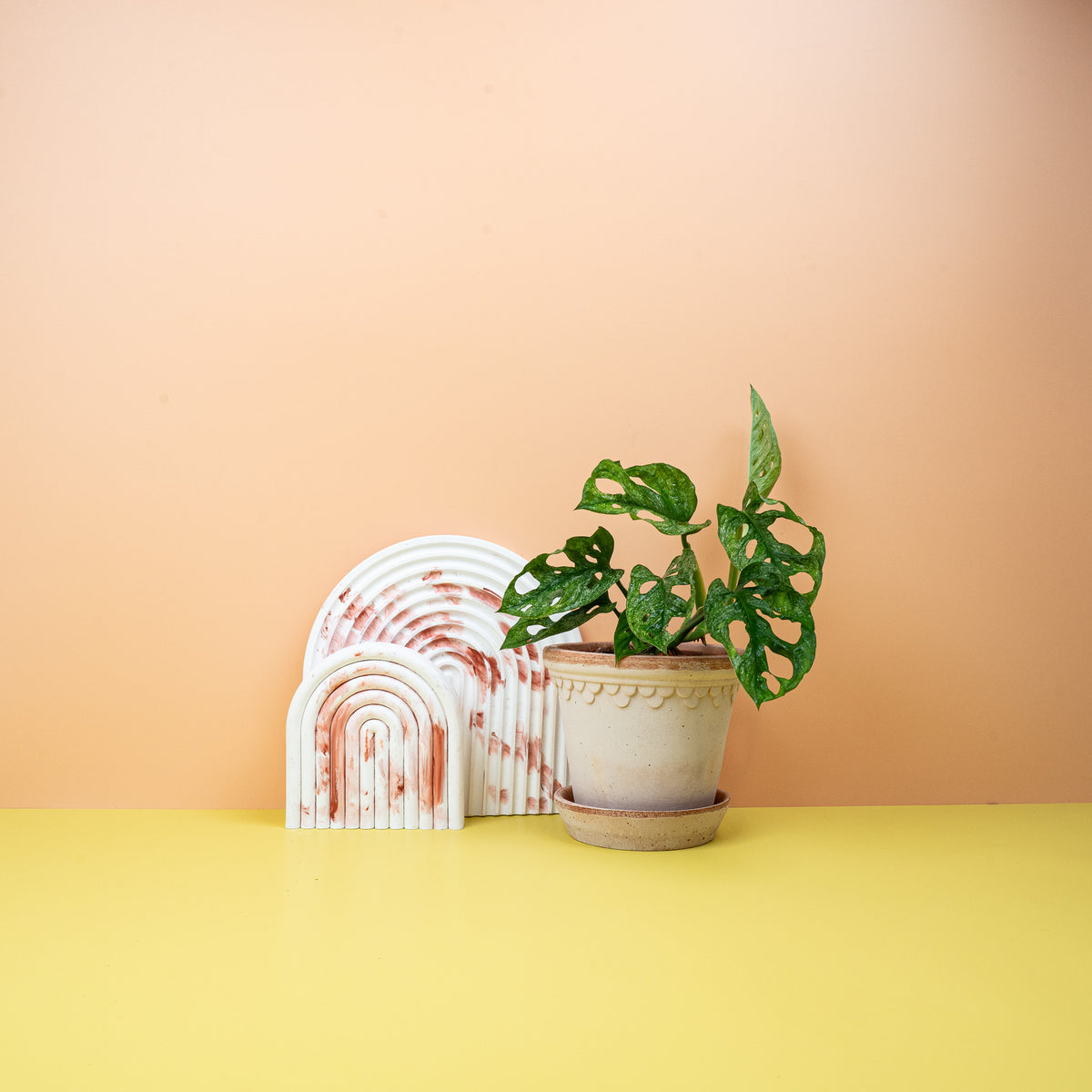 Monstera Adansonii Variegata Mint, mintfarbene Blattmuster