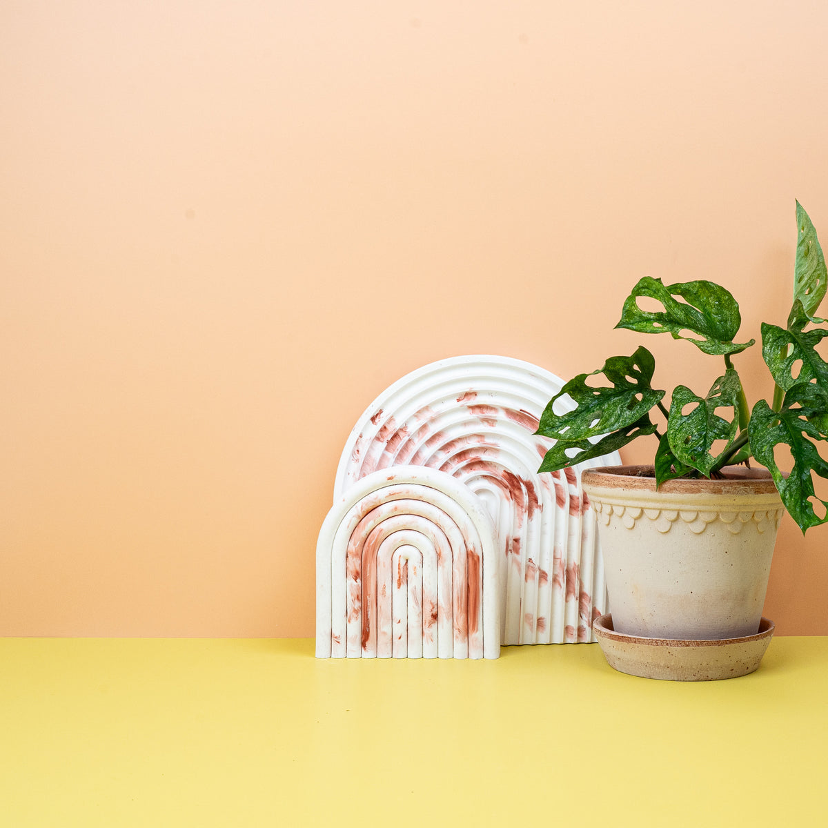 Monstera Adansonii Variegata Mint – Fenestrationen